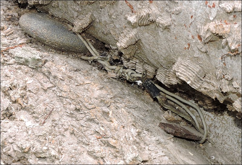 object embedded in tree - file and grinding stone