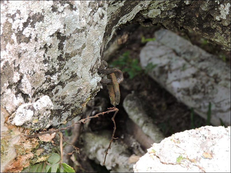 object embedded in tree - length of chain