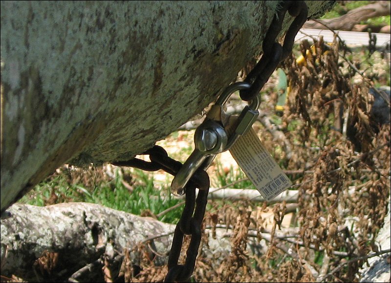 limb to be cut pre-rigged with chain and shackle choker angle 1